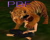 PBF*Purples Playful Tige