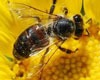 JayKode BeeHive
