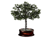 Holiday Lighted Ficus