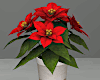 Christmas Poinsettia