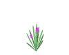 A-Flowering-Iris-Plant