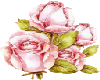 Pink rose bouguet