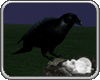 -S- Perched Raven Anim