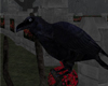 1st Raven Perch & Sound