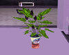 purple mouse plant