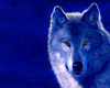 ~V~V~ Blue Wolf Framed