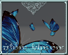 [A] BlueMorpho Swarm M/F