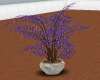 purple fern