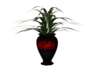Red Zebra Plant