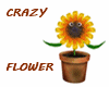 CRAZY FLOWER
