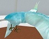 {HB} Blue cokatoo parrot