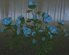 BR Blue Roses Bush