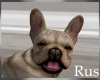 Rus French Bulldog 2