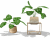 BaN-Deco Plant