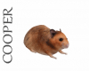 !A exclusive hamster