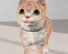 Animated Cute Fluffy Cat