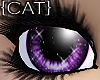 {CAT}Fragile-Purple Eyes