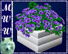 Violets In Planter Box