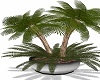 Steel Potted DatePalm