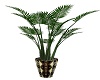 potted palm native