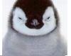 Socialvibe Penguin