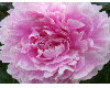 pink peony flower