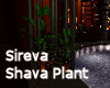 Sireva Shava Plant 