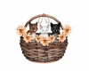 Kitties In A Basket