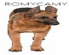 German shepard ReR