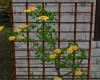 yellow rose tressel