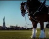 Black Clydsdales
