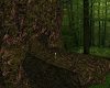 deep forest cave
