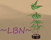 ~LBN~ Lucky Bamboo 1