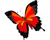 Red/Black Butterfly