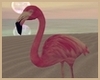 *R Flamingo