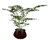 (V) Potted plant 1