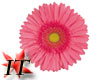 [IT] LG Pink Flower Stkr