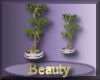 [my]Beauty House Plant