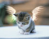 kitty angel