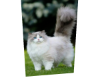 Cat 1