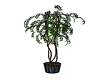 Plant 2
