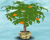 [m58]Orange plant / g