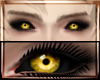 Genos Yellow Eyes M/F