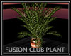 Fusion Club Plant