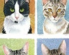 ! Cat series 4