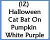 Cat Bat On Pumpkins WPur