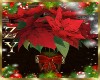 ZY: Christmas Poinsettia