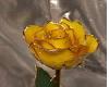 Yellow Rose 01