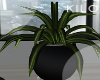 ☺ Designer Plant