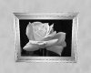 *Ngt* White Rose Art